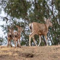 Hòn đảo thuê xạ thủ diệt hươu xâm hại từ trực thăng