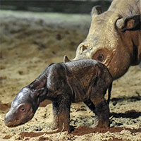 Tê giác Sumatra cực hiếm sinh con ở Indonesia