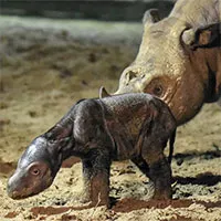 Tê giác Sumatra cực hiếm sinh con ở Indonesia