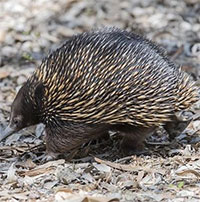 Phát hiện thú vị về nhím echidna đẻ trứng độc đáo nhất thế giới