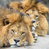 Khám phá mới về xu hướng tình dục đồng tính ở các loài động vật có vú