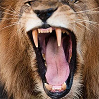 Động vật ở châu Phi sợ tiếng nói con người hơn cả sư tử