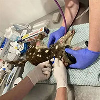 Nông dân Australia bắt được