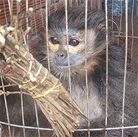 Nguy cơ xuất hiện bệnh truyền nhiễm mới nổi nếu tiếp tục xâm hại động vật hoang dã