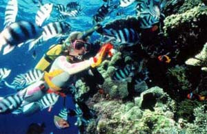 Cá biết dùng khứu giác tìm đường về nhà