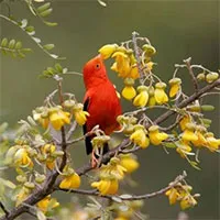 Hàng triệu con muỗi "nhảy dù" để cứu loài chim biểu tượng của Hawaii