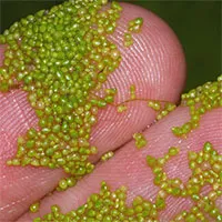 Loại cây dài 1mm có thể làm thực phẩm vũ trụ