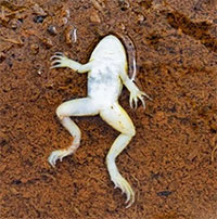 Ếch cái giả chết để chạy trốn con đực