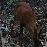 Phát hiện loài Mang quý hiếm trong Khu bảo tồn thiên nhiên Pù Hu ở Thanh Hoá