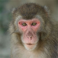 Khỉ sống sót hơn 2 năm với thận lợn cấy ghép