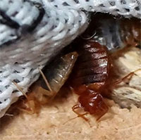 Tại sao rệp giường trở thành cơn ác mộng của Paris?