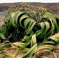 Welwitschia mirabilis: Loài thực vật cổ xưa có khả năng tồn tại hàng nghìn năm