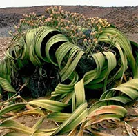 Welwitschia mirabilis: Loài thực vật cổ xưa có khả năng tồn tại hàng nghìn năm