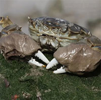 Cua lông Trung Quốc 