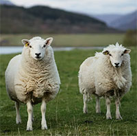 Tại sao con người thường ăn thịt động vật ăn cỏ mà ít ăn thịt động vật ăn thịt?