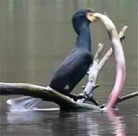 Video: Chim cốc bắt được cá lớn và cái kết bất ngờ