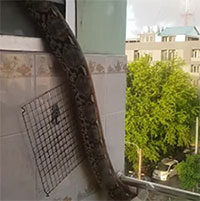 Vừa mở cửa phòng tắm, người đàn ông bắt gặp cảnh tượng nổi da gà