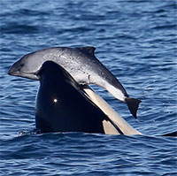 Tại sao cá voi sát thủ bắt nạt, thậm chí giết cả cá heo nhưng không ăn thịt chúng?