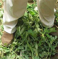 Kỳ lạ nông dân Trung Quốc cứ trồng lạc là giẫm chân lên cây, chuyên gia: Mẹo hay nên làm!