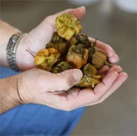 Loại ớt mới lập kỷ lục cay nhất thế giới