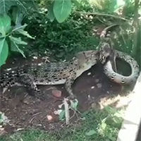 Video: Cuộc chiến nảy lửa giữa cá sấu và trăn khổng lồ