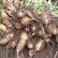 Loại cây được ví như “nhân sâm của người nghèo” giúp điều trị xương khớp, thanh nhiệt cơ thể