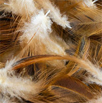 Dùng lông gà để sản xuất năng lượng sạch