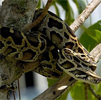 Loài trăn lai chiến thắng trong công cuộc xâm chiếm Florida