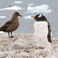 Lần đầu phát hiện trường hợp nhiễm cúm gia cầm tại vùng Nam Cực