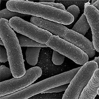 Vi khuẩn có thể biến đổi, sinh sản nhanh hơn khi đưa lên không gian?