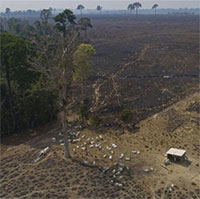 Thế giới mất phần rừng nhiệt đới tương đương với diện tích Đan Mạch