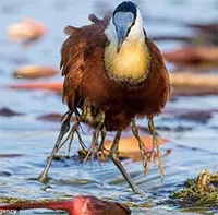 Jacana - loài chim kỳ lạ có "nhiều chân"