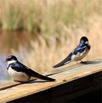 Tại sao xác của các loài chim hầu như không bao giờ nhìn thấy được?