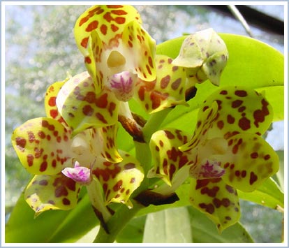 Lâm Đồng: Nhiều loại lan quý hiếm đứng trước nguy cơ tuyệt chủng