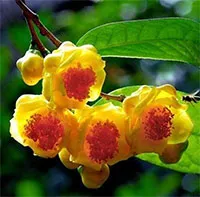 Độc lạ loài cây quý hiếm ở Việt Nam: Hiếm nơi nào có, nguy cơ tuyệt chủng cao!