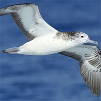 Hành trình trốn bão phi thường giúp hải âu thoát chết