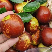 Loại quả "đại bổ" trong Đông y vừa chống ung thư, vừa là "thần dược" cho người hay mất ngủ