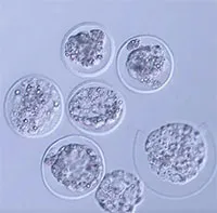 Nhật Bản thành công nuôi phôi chuột trong không gian