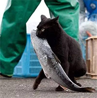 Vì sao khi ăn cá, các loài động vật không sợ bị hóc xương?