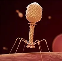 Phát hiện tế bào ung thư ở người "ăn" virus săn khuẩn
