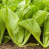 Loại rau nhiều canxi gấp 7 lần nước hầm xương, quét sạch mỡ máu, là “thuốc bổ tim tự nhiên”