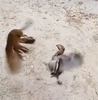 Độc đáo khoảnh khắc đánh nhau giữa chim và gà con