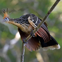 Loài gà duy nhất trên thế giới có móng vuốt ở cánh và bay như chim