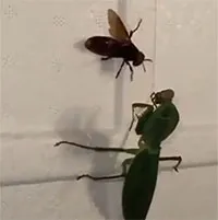 Video: Kịch tính cuộc chiến sống còn giữa ong và bọ ngựa