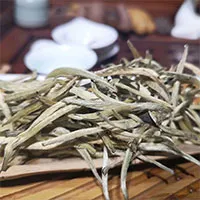 Độc lạ loài cây nghìn năm tuổi ở Việt Nam: Chỉ còn 60 gốc, giá thành phẩm 680 triệu đồng/kg!
