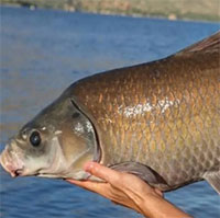 Hồ nước sa mạc Mỹ chứa cá trâu hơn 100 năm tuổi