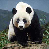 Vì sao máu của loài gấu trúc lại là 