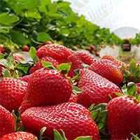 Dâu tây - Vũ khí bí mật chống lại chứng mất trí nhớ