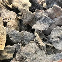 Tìm thấy hợp chất gây độc tế bào ung thư từ loài hải miên