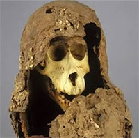 Giải mã bí ẩn 118 năm về xác ướp khỉ đầu chó